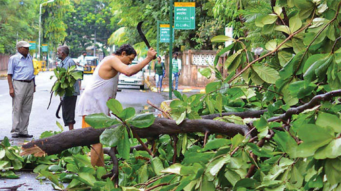 NGT, Banned, Tree, Cutting, SouthDelhi