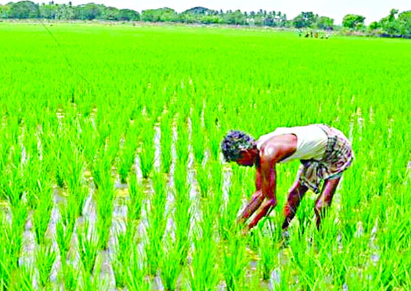 200 Paisa Per Quintal Increase In Paddy