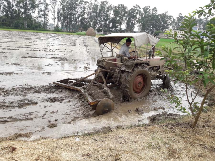 Rain, Haryana, Grain Crop, Villagers, Summer, Relief