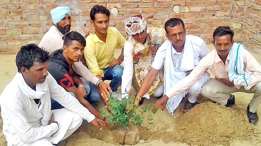 Groom, Plant, Tree