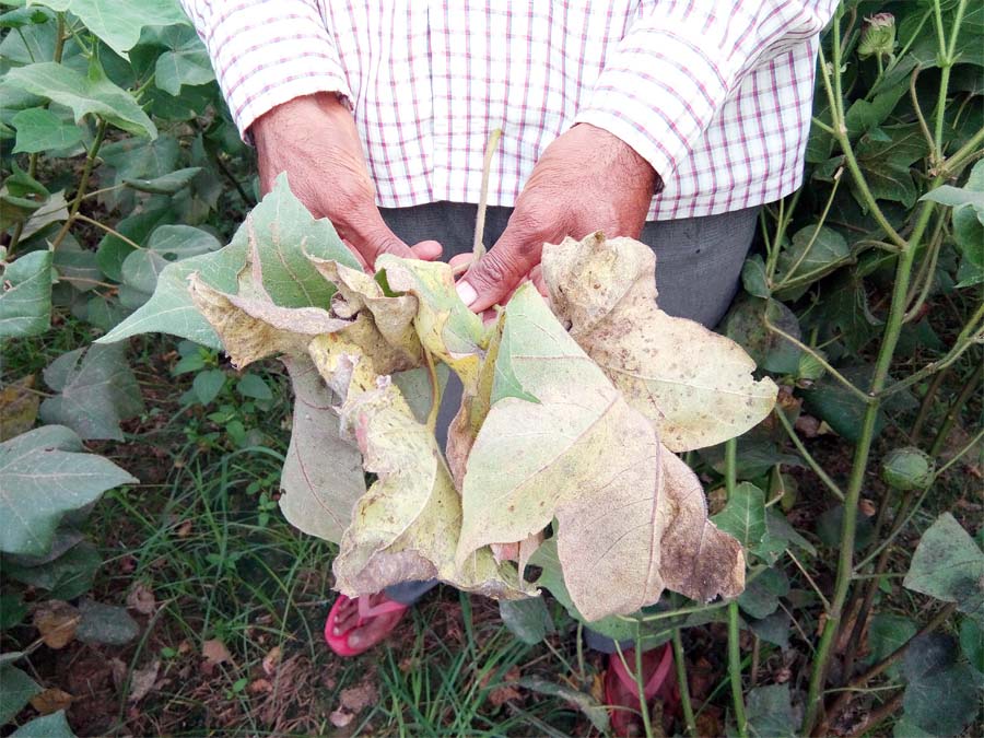 Cotton Crops