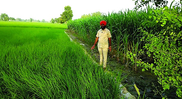 Organic Farming