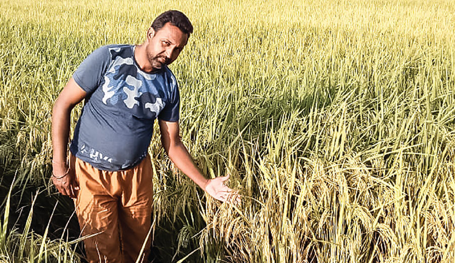 Jaspreet A Farmer Earning Profit After Destroying Parli