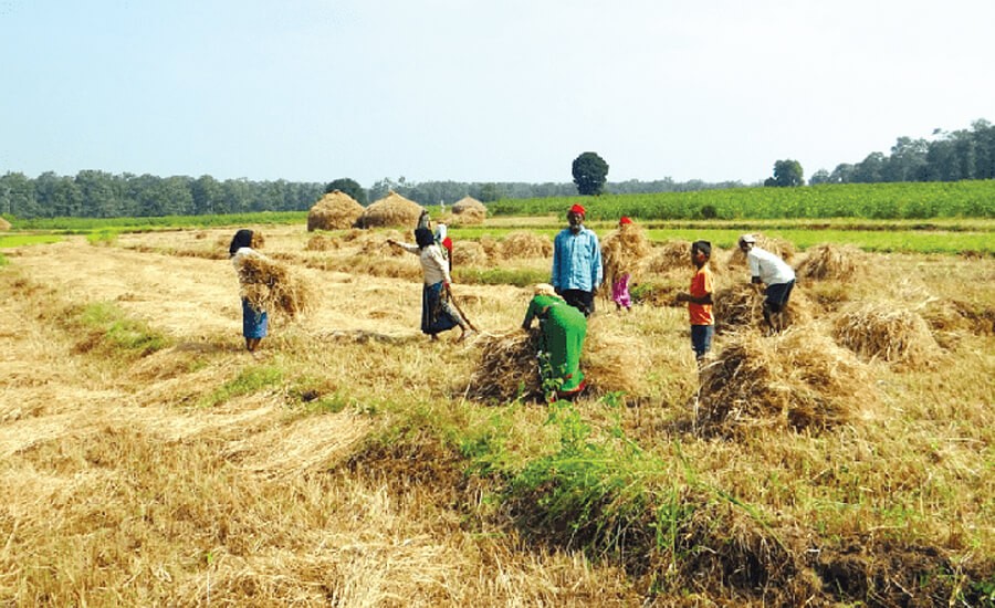 Balanced, Policies, Agriculture