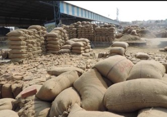 Paddy in Jalandhar Mandi