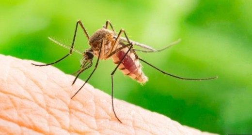 Zika Virus in Jaipur