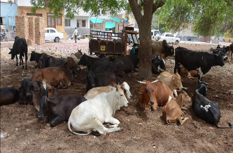 Problems, Stray, Animals, Jaipur