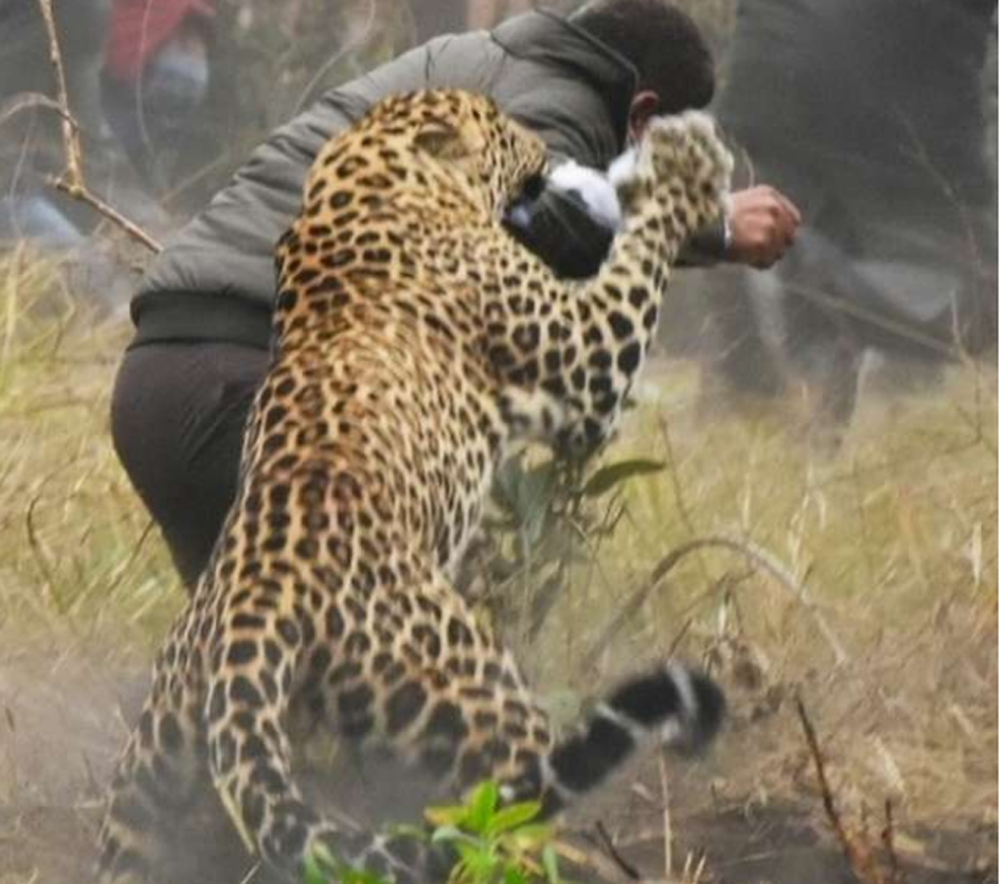 Leopard, Rage