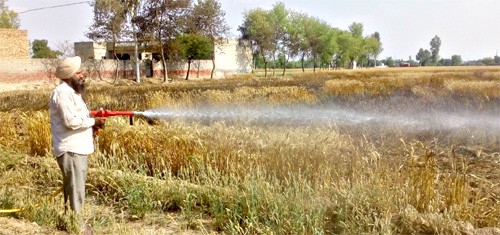 3 acres of crop from the fire