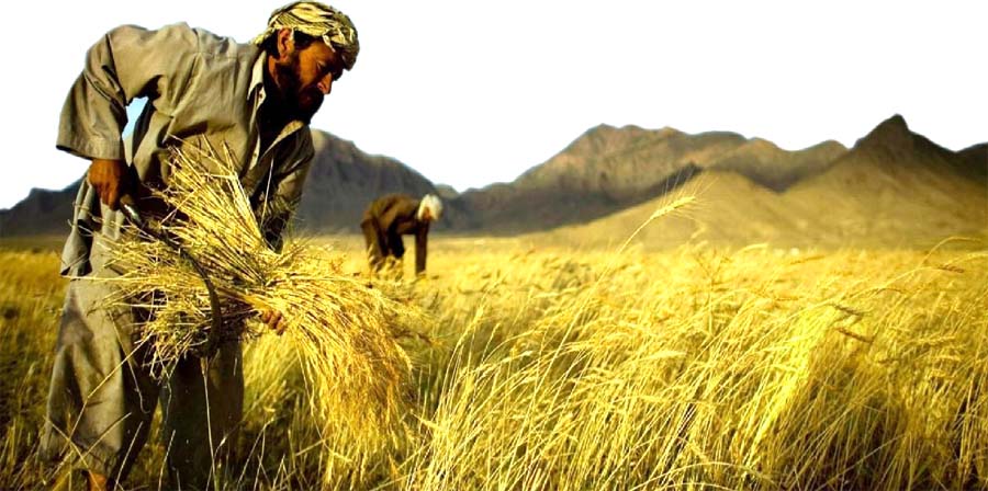 Wheat harvesting 