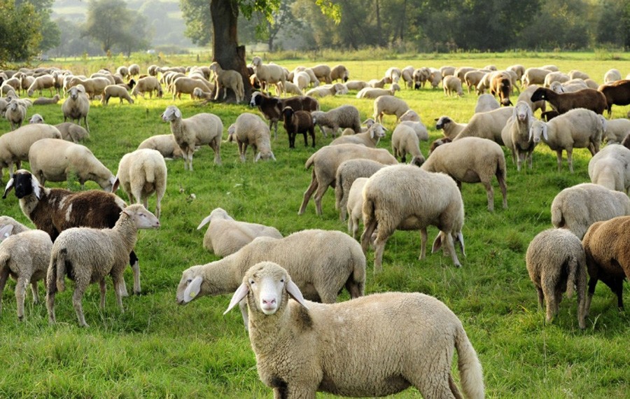 Trolley Crushed Sheep