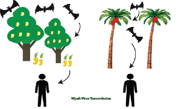 The failure of the health system is the knife of the nipah virus
