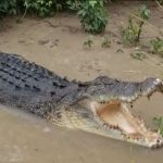 Crocodile News: नदी के किनारे बसे गांवों में घुस आए मगरमच्छ, वन विभाग ने जारी की चेतावनी Crocodile Attacked