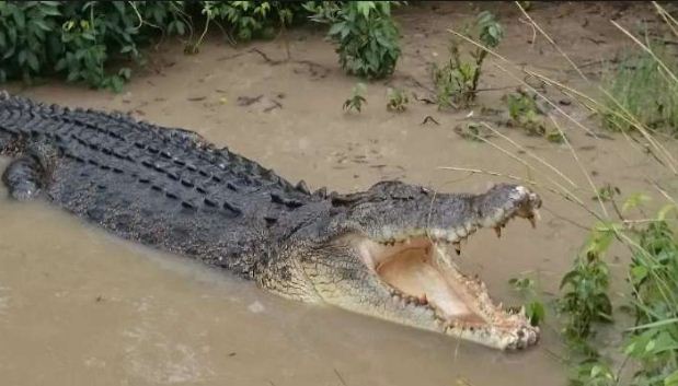 Crocodile Attacked