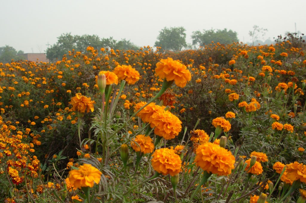 Marigold Farming