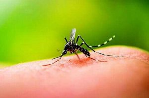 Dengue