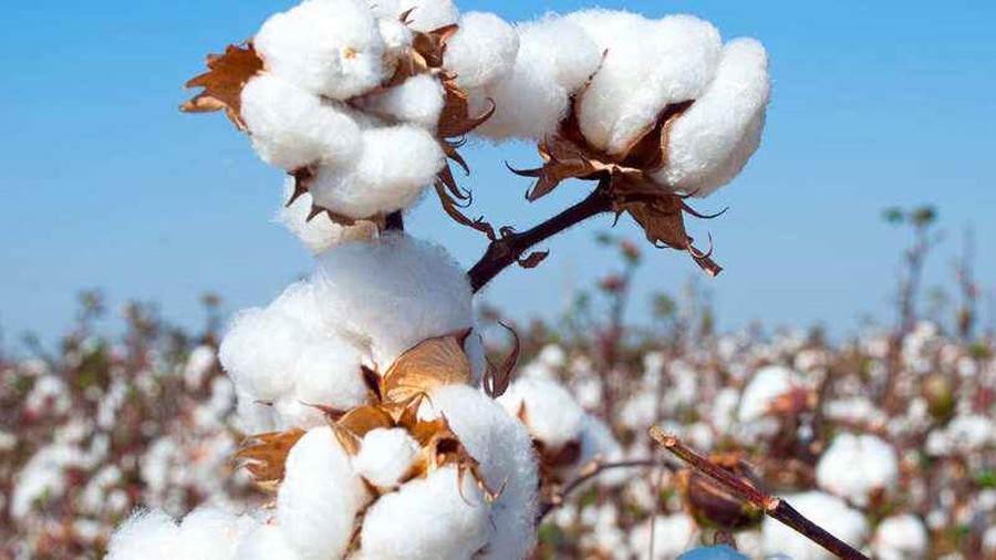 Cotton in Mandi