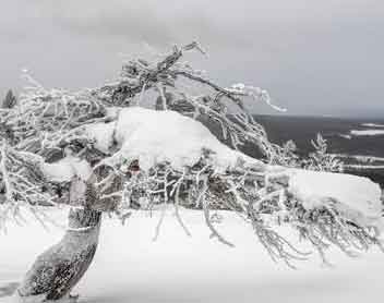 Life trembled due to snowy winds