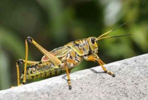 Locust group attacked in Jaisalmer and Udaipur districts in Rajasthan