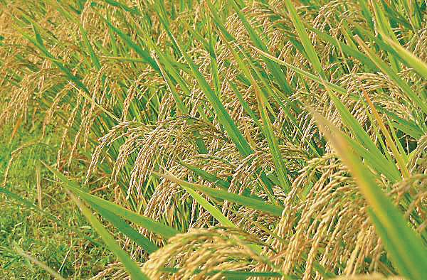 Paddy production