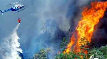 Make a concrete policy to protect the forest from fire