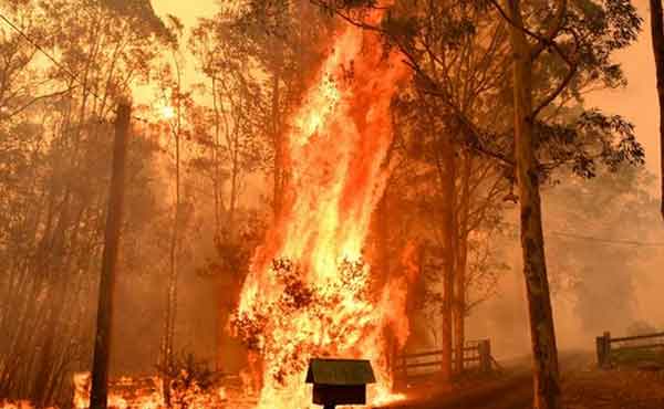 California Forest Fire