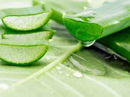 MSG Health Tips : बेहद गुणकारी है एलोवेरा Aloe vera