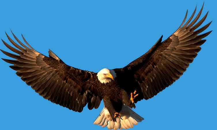 Eagle