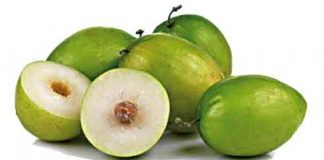 Jujube Cultivation