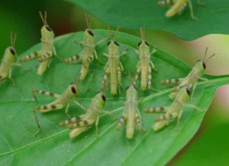नौ अफ्रीकी देश और फारस की खाड़ी टिड्डी दल से प्रभावित Locust Party