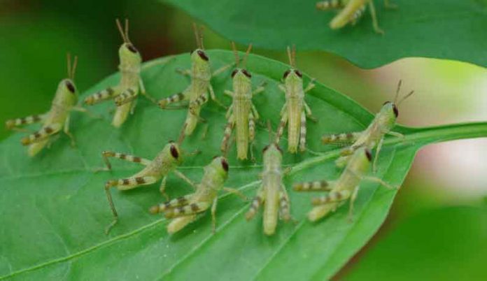 Locust Party