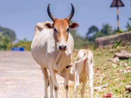 Wrong thinking of killing cows