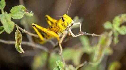 बागपत में टिड्डी दल रोकने को कृषि विभाग ने जारी किया अलर्ट Locust Team
