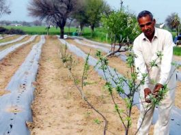 Apples grown on sand dunes