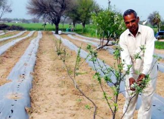 Apples grown on sand dunes