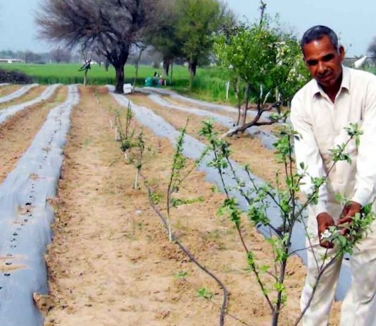 Apples grown on sand dunes