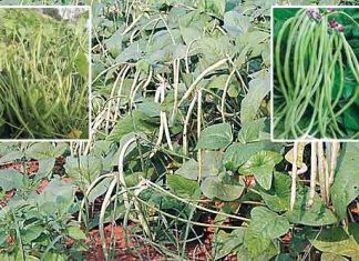 Cowpea