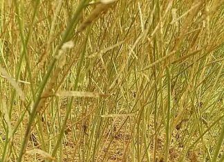 Rain and Hail: बरसात व ओलावृष्टि से फसलों को काफी नुकसान Crop-damage