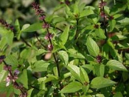 Demand of Basil Plants
