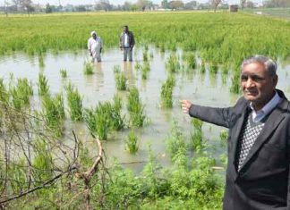 डिस्ट्रीब्यूटरी ओवरफ्लो, 300 एकड़ खड़ी फसल जलमग्न Distribution overflow