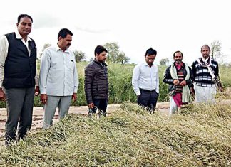 Inspection: ओलावृष्टि से प्रभावित फसलों का किया निरीक्षण (Inspection)