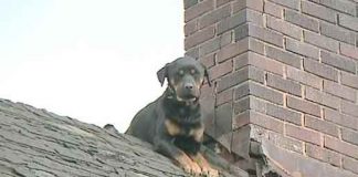 Intelligent Puppy