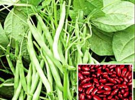 Kidney-Beans