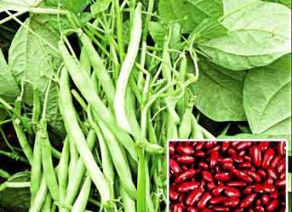 Kidney-Beans