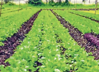 Organic Agriculture