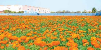 Flower Cultivation