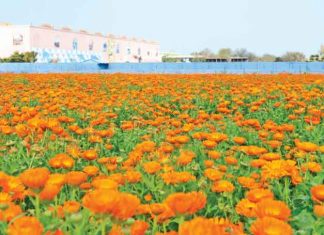 Flower Cultivation