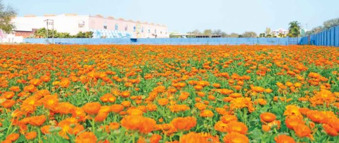 Flower Cultivation