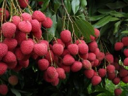 Lychee