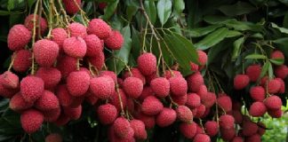 Lychee